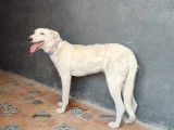 Chiot femelle crème à adopter