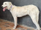 Chiot femelle crème à adopter