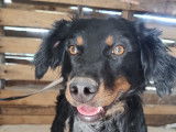 Chien tricolore à adopter