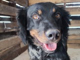 Chien tricolore à adopter