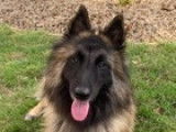 Mâle Berger Belge Tervueren disponible pour saillie