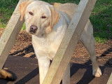 Femelle Labrador sable LOF à vendre