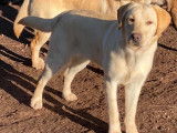 Femelle Labrador sable LOF à vendre