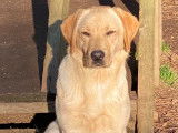 Femelle Labrador sable LOF à vendre