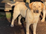 Femelle Labrador sable LOF à vendre