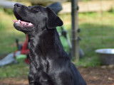 Femelle Labrador noir LOF à donner contre frais de stérilisation