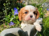 Des chiots Cavaliers King Charles LOF à réserver