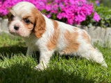 Des chiots Cavaliers King Charles LOF à réserver