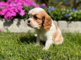 Des chiots Cavaliers King Charles LOF à réserver