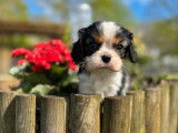 Des chiots Cavaliers King Charles LOF à réserver