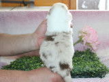À réserver : des chiots femelles Bergers Américains Miniatures LOF
