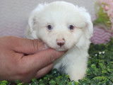 À réserver : des chiots femelles Bergers Américains Miniatures LOF