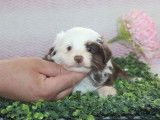 À réserver : des chiots femelles Bergers Américains Miniatures LOF