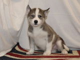 3 chiots Huskies LOF gris à réserver