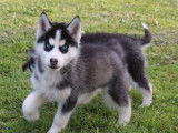 À vendre : 4 chiots Huskies LOF noir et blanc