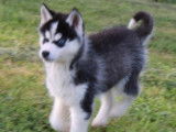 À vendre : 4 chiots Huskies LOF noir et blanc
