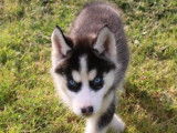 À vendre : 4 chiots Huskies LOF noir et blanc