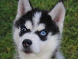 À vendre : 4 chiots Huskies LOF noir et blanc