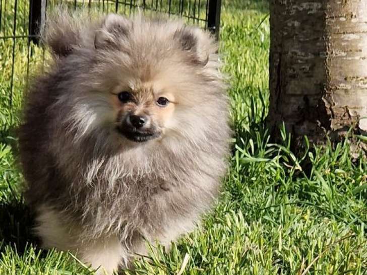 Chiot Spitz Pomeranian LOF à vendre