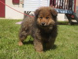 3 chiots mâles Eurasiers LOF disponibles à la vente