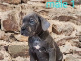 6 chiots Cane Corso LOF disponibles à l'achat