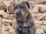 6 chiots Cane Corso LOF disponibles à l'achat