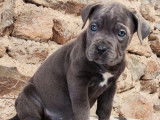 6 chiots Cane Corso LOF disponibles à l'achat