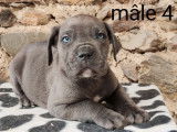 6 chiots Cane Corso LOF disponibles à l'achat