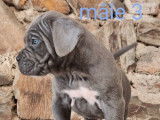 6 chiots Cane Corso LOF disponibles à l'achat