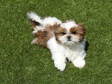 Disponibles à la vente : 2 chiots mâles Shih Tzu (LOF)
