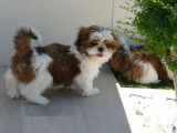 Disponibles à la vente : 2 chiots mâles Shih Tzu (LOF)