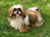 Disponibles à la vente : 2 chiots mâles Shih Tzu (LOF)