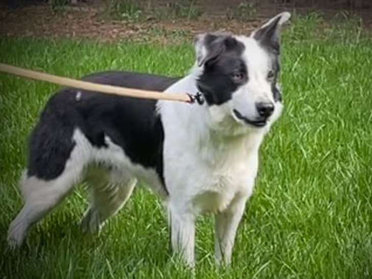 Un chien Border Collie LOF bicolore de 3 ans pour saillie