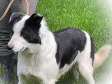 Un chien Border Collie LOF bicolore de 3 ans pour saillie