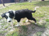 Chiots Border Collie &agrave; vendre