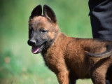 3 chiots Malinois LOF à réserver