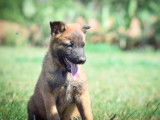 3 chiots Malinois LOF à réserver