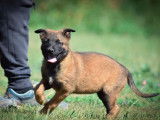 3 chiots Malinois LOF à réserver