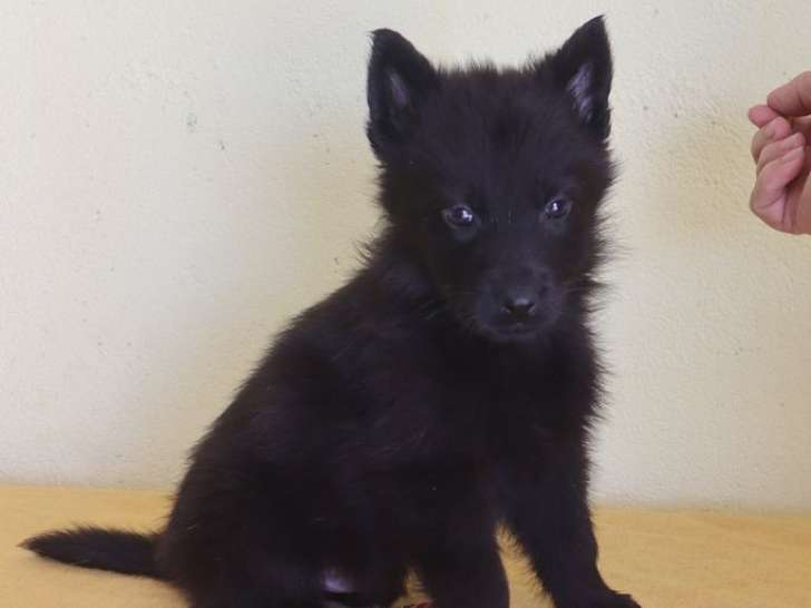 6 chiots Bergers Allemands LOF à réserver