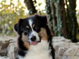 À vendre, 1 chienne Berger Australien LOF