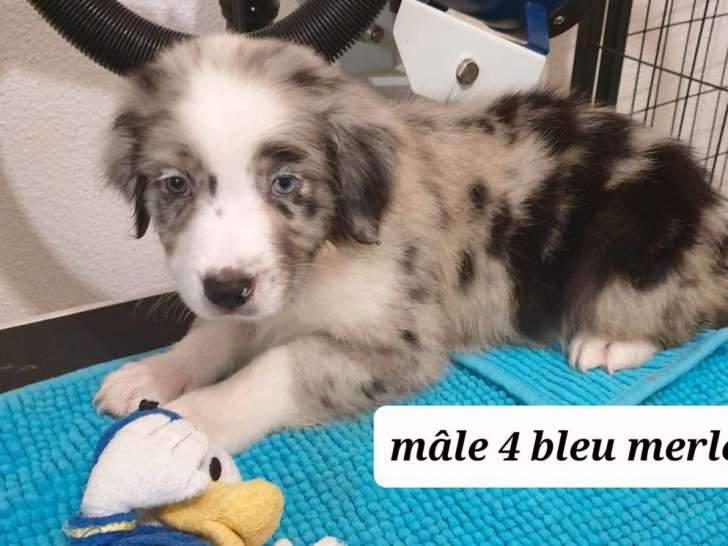 Photos de Peluche, chien Mâle Berger australien croisé Border Collie de 1 an