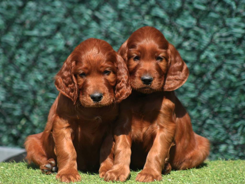 Chiots Setter Irlandais LOSH à vendre Petite Annonce chien