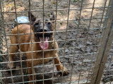 Chiots Malinois à vendre