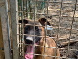 Chiots Malinois à vendre