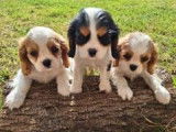 Chiots Cavalier King Charles LOF disponibles de suite