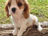 Chiots Cavalier King Charles LOF disponibles de suite