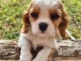 Chiots Cavalier King Charles LOF disponibles de suite