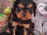 Chiots Cavalier King Charles LOF disponibles de suite