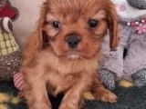 Chiots Cavalier King Charles LOF disponibles de suite