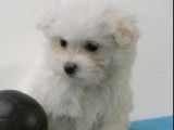 Très jolis chiots Bichon Maltais à vendre